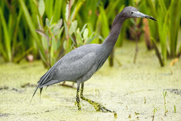 Little blue heron