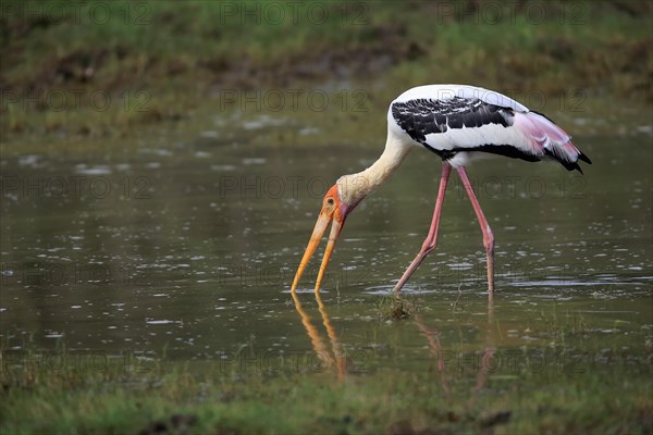 Painted stork