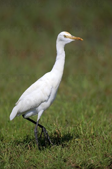 Cattle egret