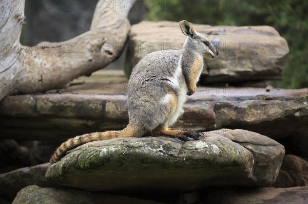 Yellow-footed rock-wallaby