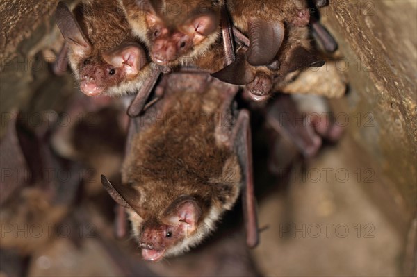 Bechstein's bat