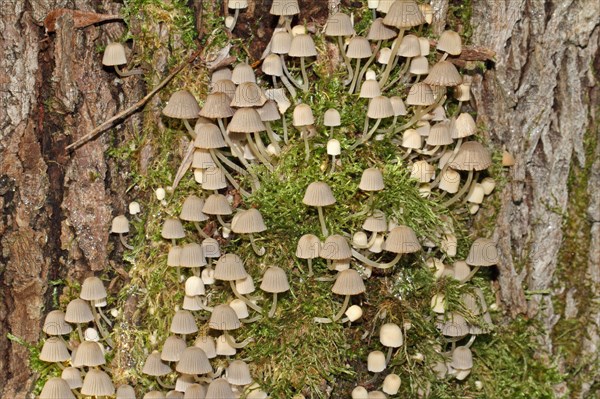 Fairy Ink Cap