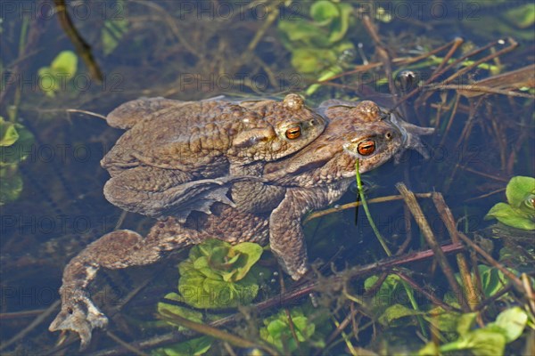 Common toad