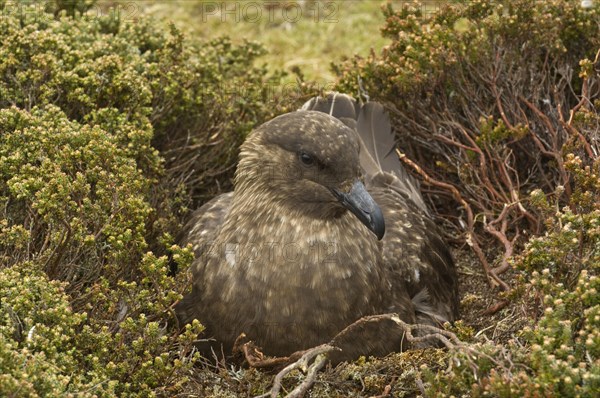 Stercorarius antarctica