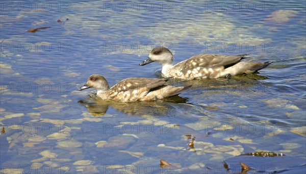 Patagonian crested duck