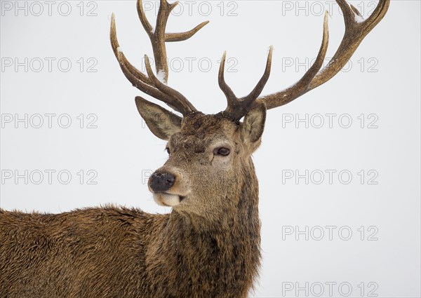 Red deer