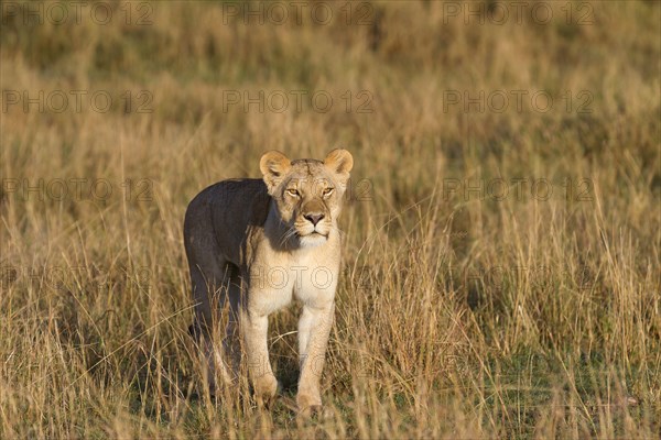 Masai Lion