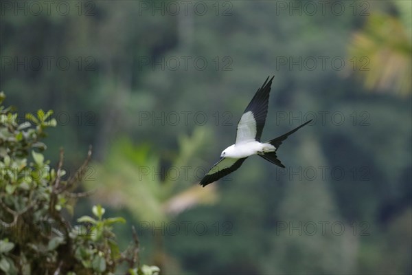 Swallow-tailed Kite