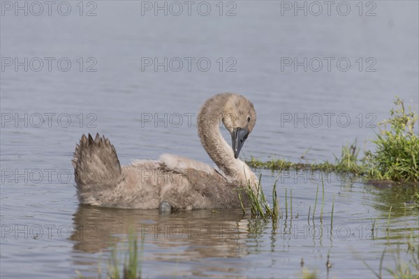 Mute Swan