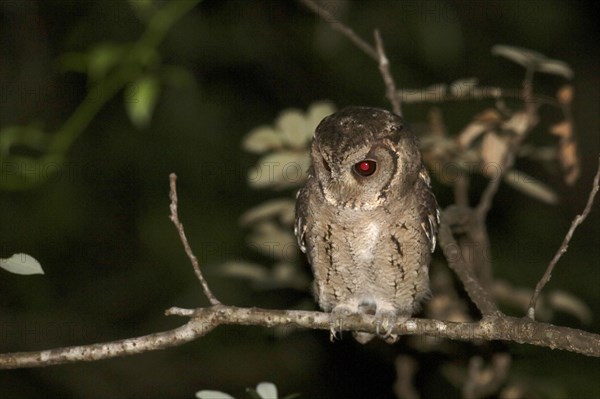 Collared Scops-owl