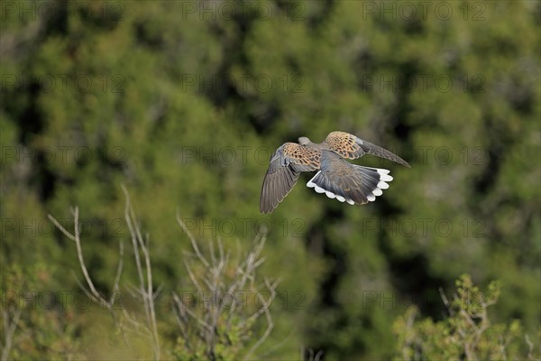 Turtle dove