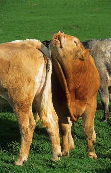 Domestic cattle