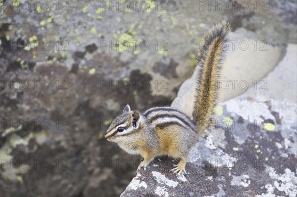 Least Chipmunk