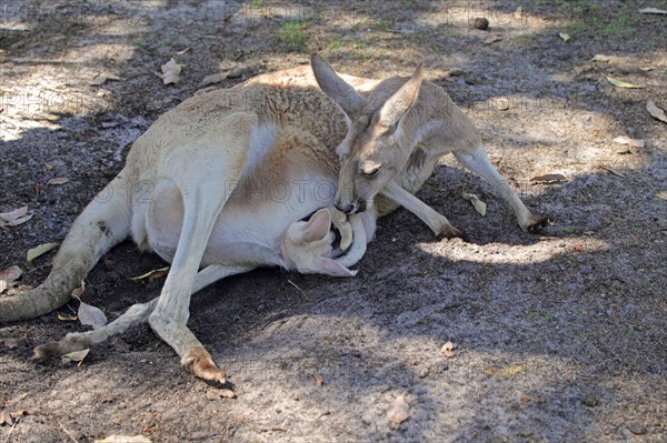 Red kangaroo