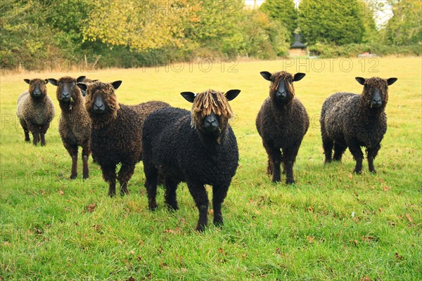 Domestic Sheep