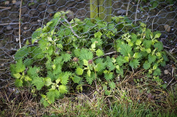 Nettles