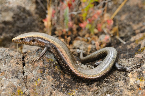 Western skink