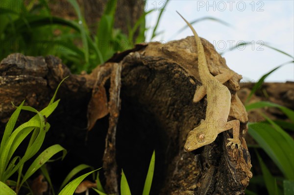 Flat-headed House Gecko