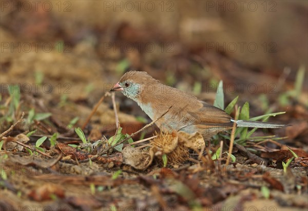 Red-cheeked Cordon-bleu