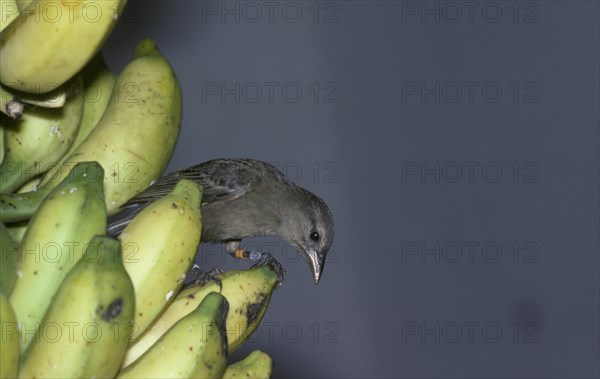 Seychelles Fody