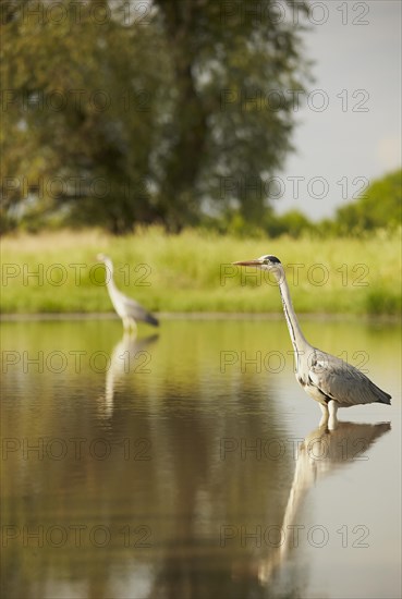 Grey Heron