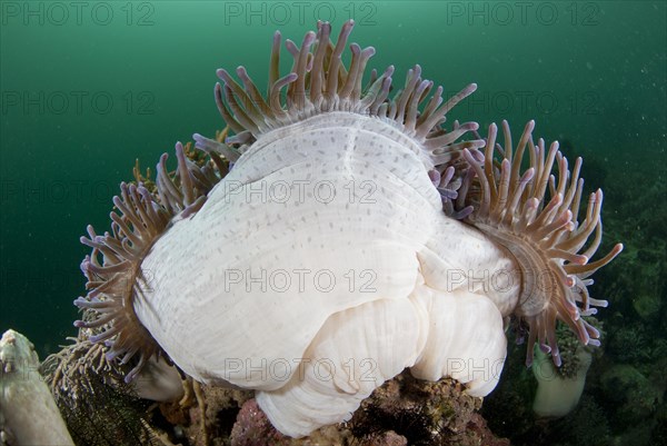 Magnificent magnificent sea anemone