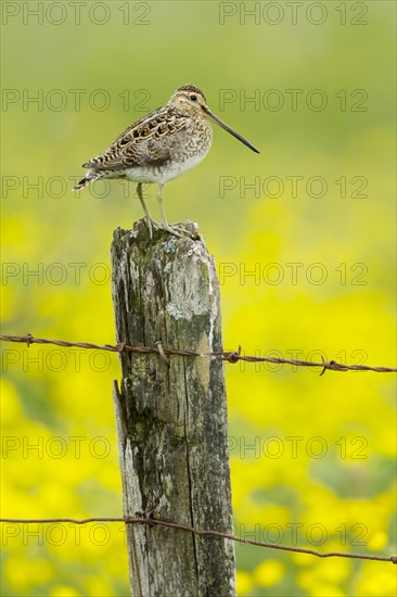 Common Snipe