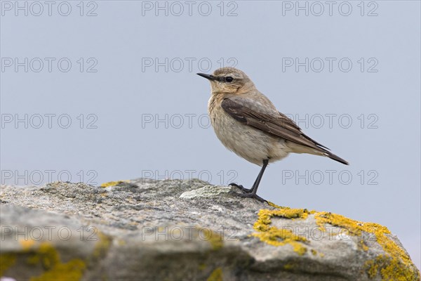 Northern wheatear