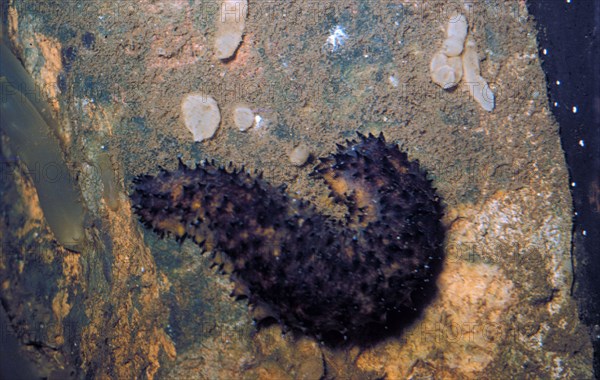 Sea cucumber cottonmouth