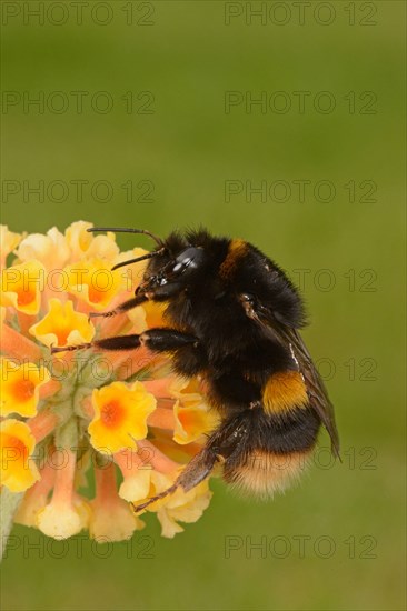 Buff-tailed Bumblebee