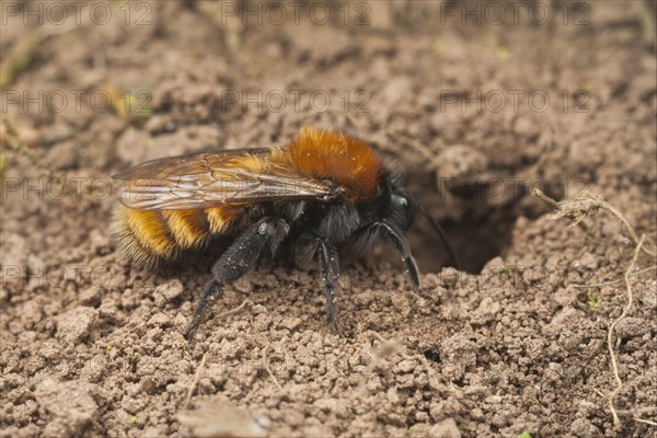 Andrena armata