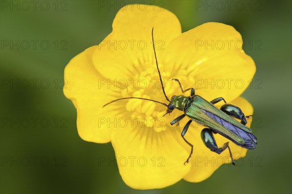 Thick-legged Flower Beetle