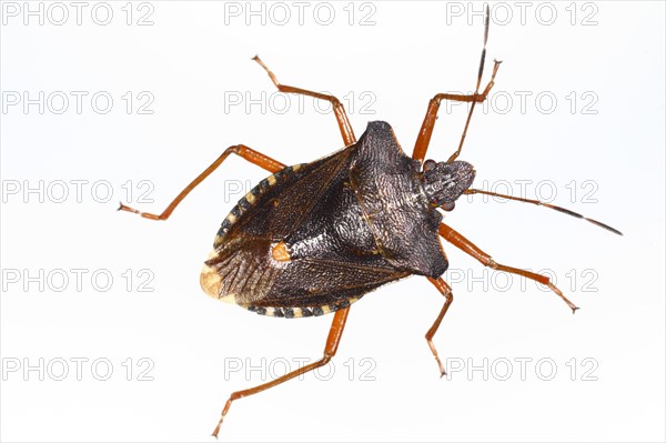 Red-legged tree bug