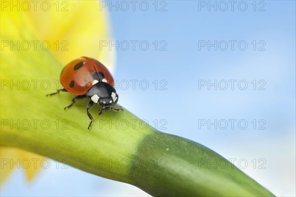 Seven-spot Ladybird