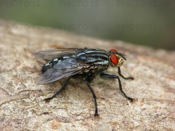 Flesh Fly