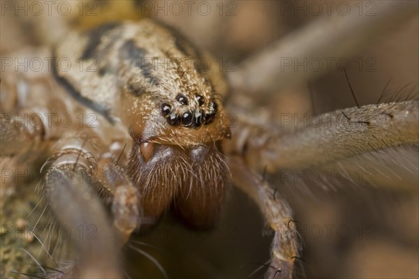 House Spider