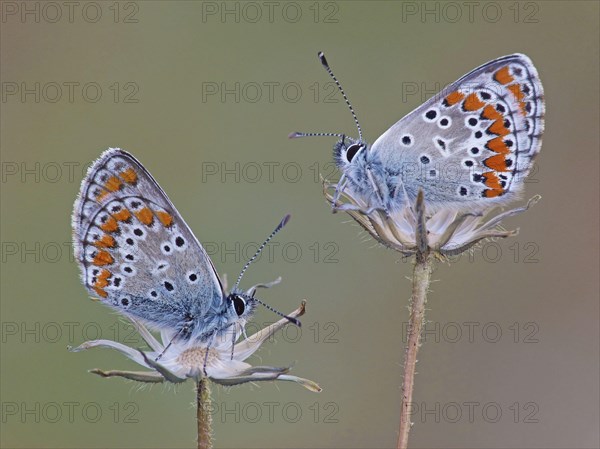 Brown Argus