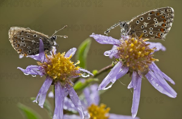 Common Blue