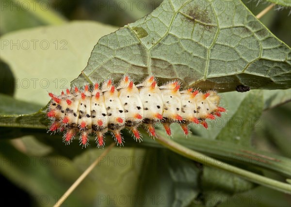 Southern Festoon