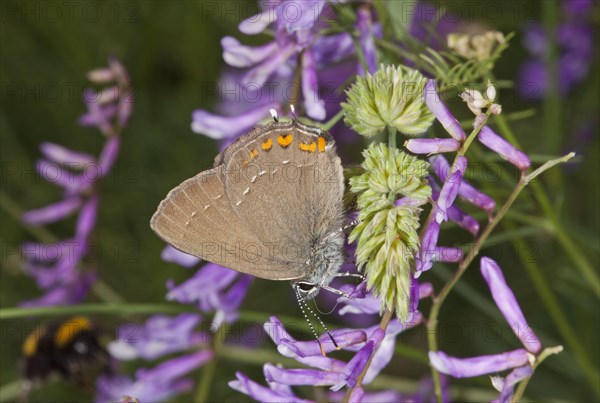 Ilex Hairstreak