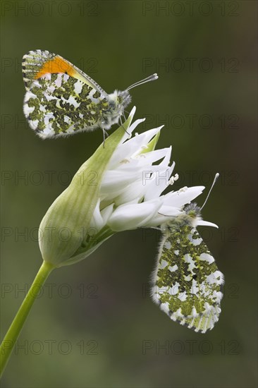 Orange tip