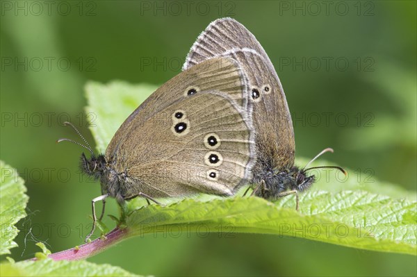 Ringlet