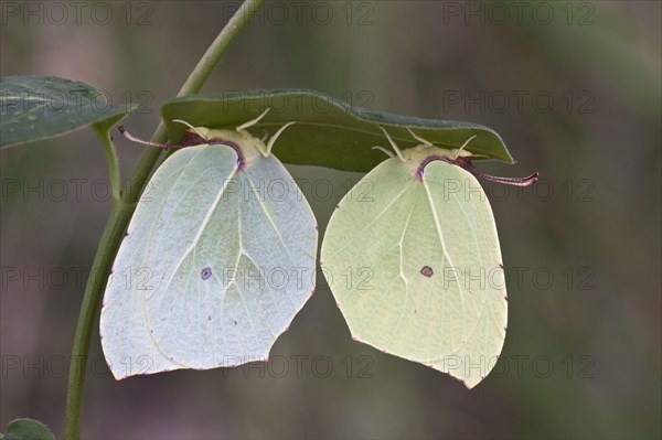 Cleopatra butterfly