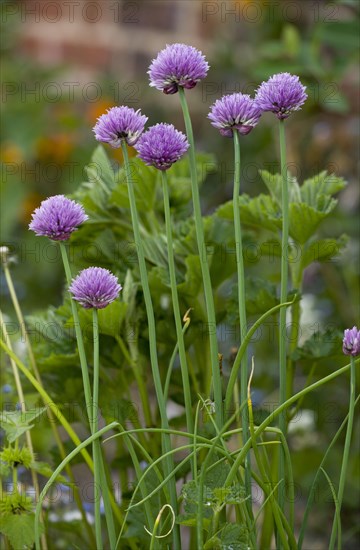 Chives