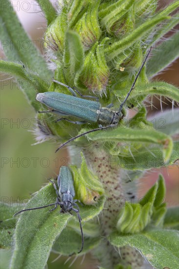 Longhorn Beetle