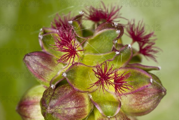 Salad Burnet