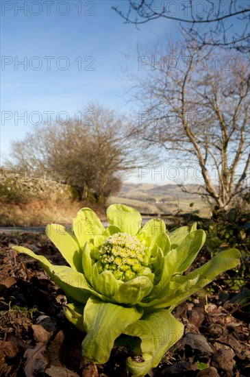 Giant Butterbur