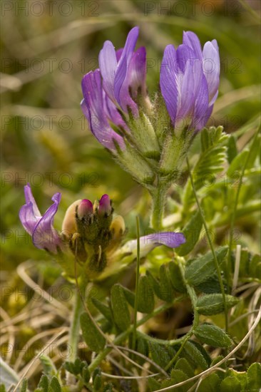 Purple milk-vetch