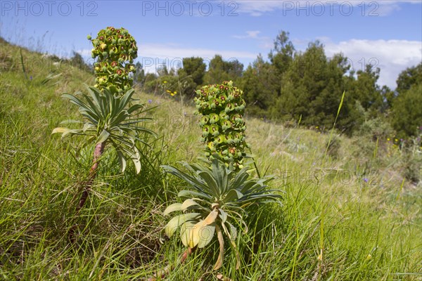 Flowering Great mediterranean spurge