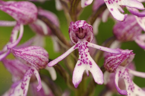 Lady Orchid Orchis purpurea x Monkey Orchid